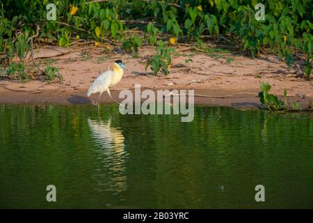 Ein mit einer Kappe bedeckter Reiher (Pilhelodius pileatus) fischt in einem Teich in der Nähe der Pouso-Alegre-Loge im nördlichen Pantanal, der Provinz Mato Grosso in Brasilien. Stockfoto