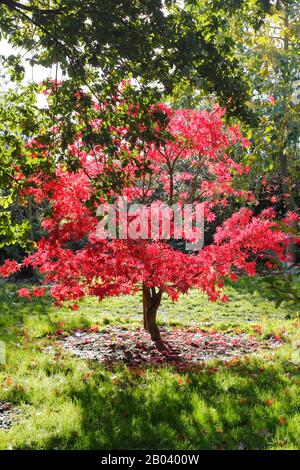 Acer Palmatum 'Osakazuki' Baum im Herbst zeigt lebendiges Laub. Stockfoto