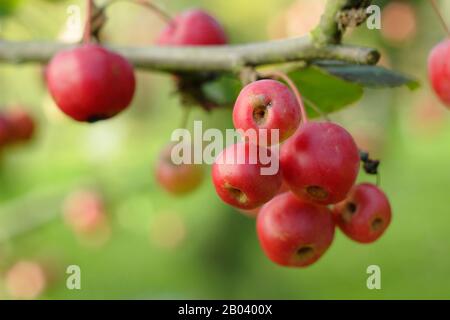 Malus x Robusta 'Red Sentinel' krabbt apfelbaumfrüchte im Herbst. GROSSBRITANNIEN. AGM Stockfoto