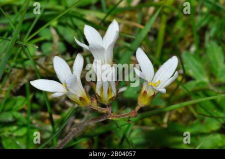 Wiese, Steinbrech Saxifraga granulata, wächst auf felsigen Bergrücken, Wiesen, coppices und Weiden. Blumen Mai - Juni. Gefährdung: in der Nähe von bedroht. Warminster, Stockfoto