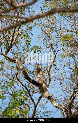 Ein großes Potoo (Nyctibius grandis) thront in einem Baum in der Nähe der Pouso Alegre Lodge im nördlichen Pantanal, Mato Grosso Provinz Brasilien. Stockfoto