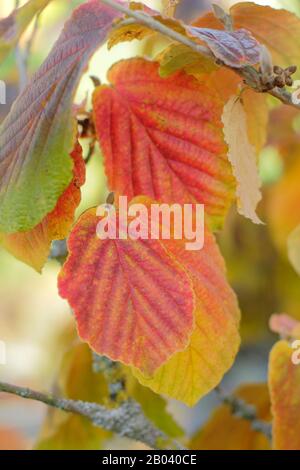 Hamamelis x Intermedia Robert. Die Hexen-Hasel "Robert" verlässt im Herbst. GROSSBRITANNIEN Stockfoto