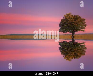 Einsamer Baum auf der Wiese mit Wasserspiegelungen am See bei Sonnenuntergang Stockfoto