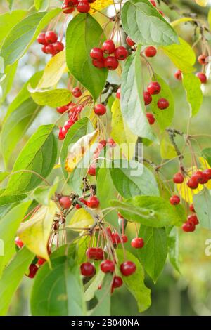 Malus hupehensis. Hupeh krabbenapfenbaum fruchtet im Herbst. GROSSBRITANNIEN Stockfoto