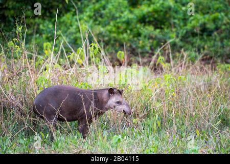 Ein südamerikanischer Tapir (Tapirus terrestris) in der Pouso Alegre Lodge im nördlichen Pantanal, Mato Grosso Provinz Brasilien. Stockfoto