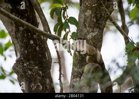 Ein Schwarzschwanz Marmose (Mico melanurus) in einem Baum in der Pouso Alegre Lodge im nördlichen Pantanal, Mato Grosso Provinz Brasilien. Stockfoto