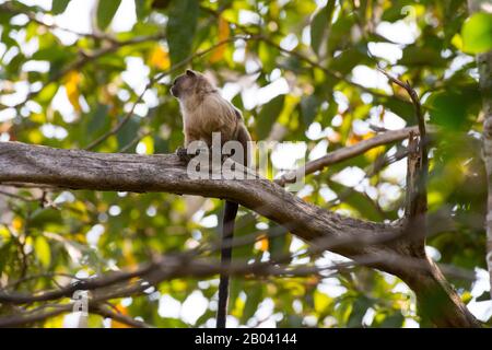 Ein Schwarzschwanz Marmose (Mico melanurus) in einem Baum in der Pouso Alegre Lodge im nördlichen Pantanal, Mato Grosso Provinz Brasilien. Stockfoto