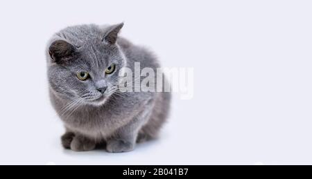 Graue Kurzhaarkatze auf weißem Hintergrund. Kopierbereich. Nahaufnahme. Stockfoto