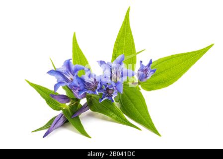 Gentiana Asclepiadea isoliert auf weißem Hintergrund Stockfoto