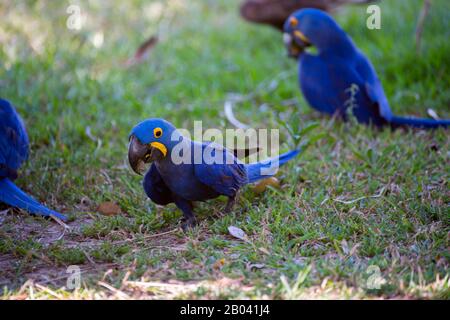 Hyazinth-Aas (Anodorhynchus hyacinthinus), die sich auf Palmnüssen in Porto Jofre im nördlichen Pantanal, Provinz Mato Grosso in Brasilien ernähren. Stockfoto