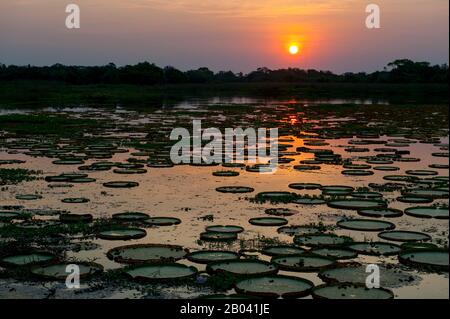 Sonnenuntergang über dem See mit den riesigen Seerosen Victoria amazonica bei Porto Jofre im nördlichen Pantanal, Provinz Mato Grosso in Brasilien. Stockfoto