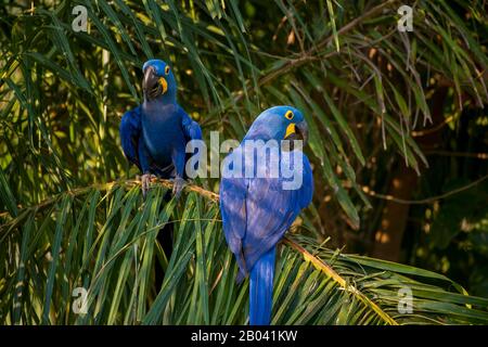 Hyazinth-Aas (Anodorhynchus hyacinthinus), die sich auf Palmnüssen in Porto Jofre im nördlichen Pantanal, Provinz Mato Grosso in Brasilien ernähren. Stockfoto