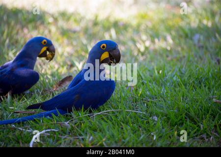 Hyazinth-Aas (Anodorhynchus hyacinthinus), die sich auf Palmnüssen in Porto Jofre im nördlichen Pantanal, Provinz Mato Grosso in Brasilien ernähren. Stockfoto