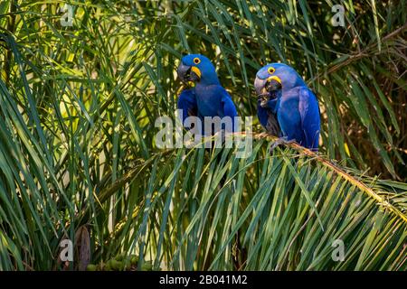 Hyazinth-Aas (Anodorhynchus hyacinthinus), die sich auf Palmnüssen in Porto Jofre im nördlichen Pantanal, Provinz Mato Grosso in Brasilien ernähren. Stockfoto