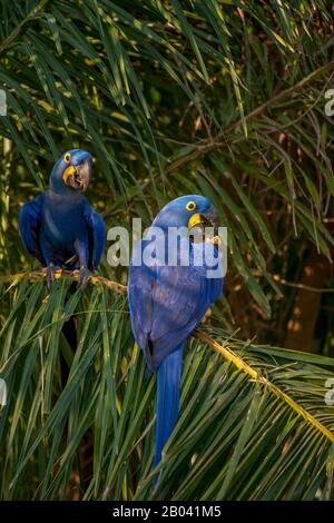 Hyazinth-Aas (Anodorhynchus hyacinthinus), die sich auf Palmnüssen in Porto Jofre im nördlichen Pantanal, Provinz Mato Grosso in Brasilien ernähren. Stockfoto