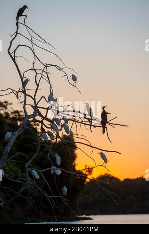 Verschneite Egretta thula, Neotrope Kormorane (Phalacrocorax brasilianus) und Anhinga (Anhinga anhinga) rosten in der Nacht in der Nähe von Port in einem Baum Stockfoto