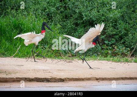 Jabiru Störche (Jabiru mycteria) am Strand bei Porto Jofre im nördlichen Pantanal, Provinz Mato Grosso in Brasilien. Stockfoto