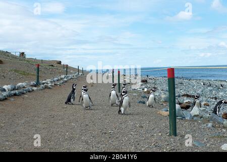 Magellanic Penguins (Spheniscus magellanicus) gehen auf dem Weg am Pinguinheiligtum auf der Insel Magdalena in der Straße von Magellan bei Punta A Stockfoto