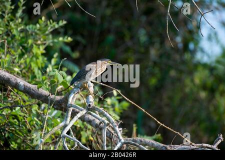 Ein Gestreifter Reiher (Butorides striata) thront in einem Baum an einem Zufluss des Flusses Cuiaba bei Porto Jofre im nördlichen Pantanal, Mato Grosso Provi Stockfoto