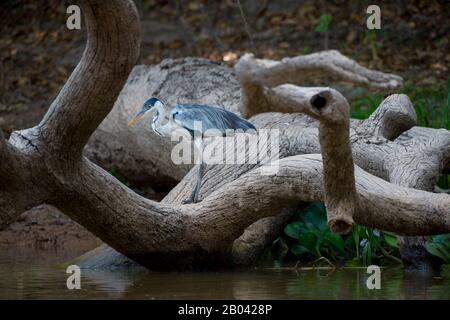 Ein Kokoi-Reiher (Ardea cocoi) fischt von einem toten Baum entlang eines Nebenflusses des Flusses Cuiaba bei Porto Jofre im nördlichen Pantanal, Mato Grosso p Stockfoto