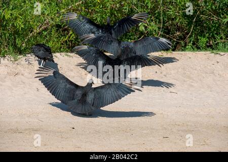 Eine Gruppe von Schwarzen Geiern (Coragypen atratus) mit Flügeln, die sich an einem Strand entlang des Flusses Cuiaba bei Porto Jofre im nördlichen Pantanal, Mato Gross, ausbreiten Stockfoto