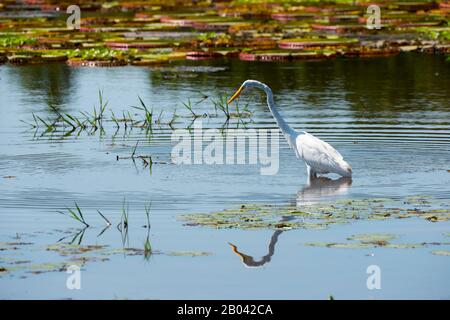 Ein Großer weißer Egret (Ardea alba) fischt in einem See bei Porto Jofre im nördlichen Pantanal, Provinz Mato Grosso in Brasilien. Stockfoto