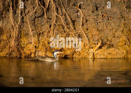 Ein Sungrebe oder amerikanischer Finfoot (Heliornis fulica) an einem Zufluss des Flusses Cuiaba bei Porto Jofre im nördlichen Pantanal, Mato Grosso Provinz i Stockfoto