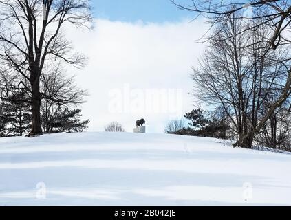 Syrakus. New York, USA. Februar 2020. Blick auf die Ziegenstatue des Berges im Upper Onondaga Park, ein Denkmal, das den jährlichen Syracuse Mount feiert Stockfoto