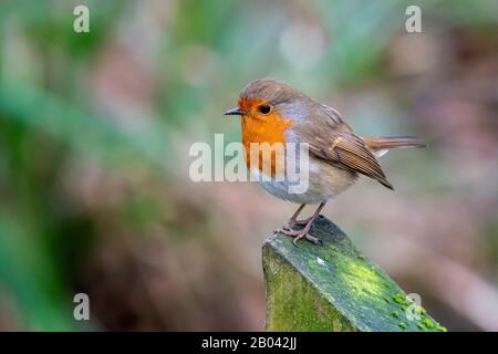 Robin thront auf einem Posten in der Leighton Moss RSPB Reserve Stockfoto
