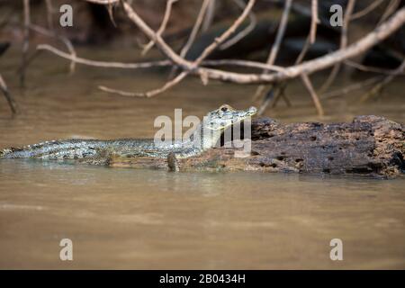 Ein junger Yacare Caiman (Caiman Yacare), der auf einem Holzeinlauf in einem Zufluss des Flusses Cuiaba bei Porto Jofre im nördlichen Pantanal, Mato Grosso Provi, ruht Stockfoto