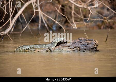 Ein junger Yacare Caiman (Caiman Yacare), der auf einem Holzeinlauf in einem Zufluss des Flusses Cuiaba bei Porto Jofre im nördlichen Pantanal, Mato Grosso Provi, ruht Stockfoto