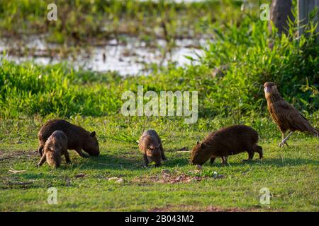 Junge Capybaras (Hydrochoerus hydrochaeris), die sich an einem Zufluss des Flusses Cuiaba bei Porto Jofre im nördlichen Pantanal, Mato Grosso, auf Gras ernähren Stockfoto