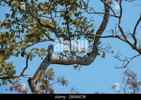 Great Potoo (Nyctibius grandis) thront in einem Baum in der Nähe von Porto Jofre im nördlichen Pantanal, Provinz Mato Grosso in Brasilien. Stockfoto