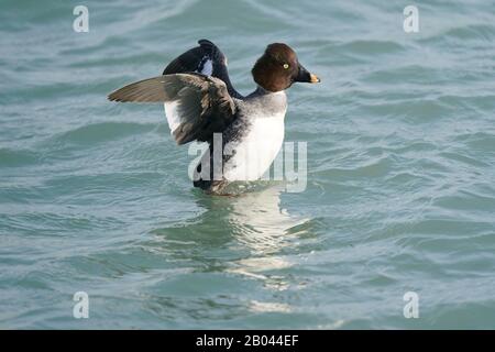 Goldeneyes am Wintersee Stockfoto