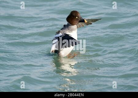 Goldeneyes am Wintersee Stockfoto