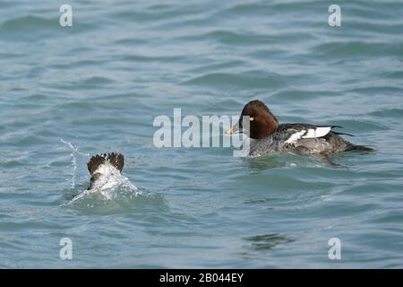 Goldeneyes am Wintersee Stockfoto