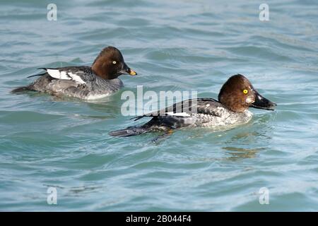 Goldeneyes am Wintersee Stockfoto