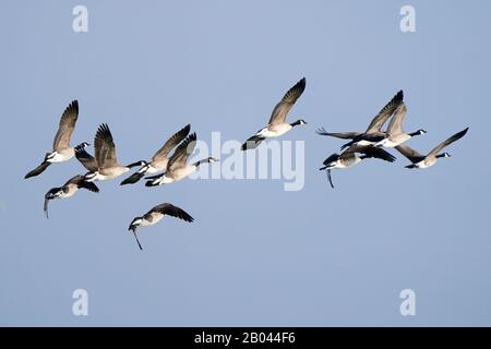 Kanadagänse im Flug Stockfoto