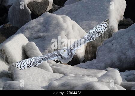 Eisige Küstenfelsen mit Snowy Owl Stockfoto