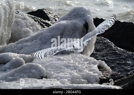 Eisige Küstenfelsen mit Snowy Owl Stockfoto
