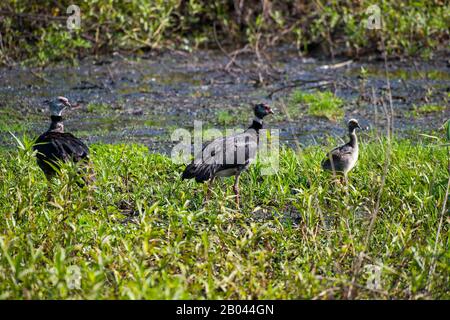 Südliches Schreien (Chauna torquata) mit Küken nahe dem Fluss Pixaim im nördlichen Pantanal, Provinz Mato Grosso in Brasilien. Stockfoto