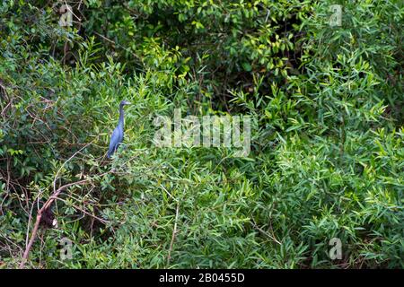 Ein Wenig blauer Reiher (Egretta caerulea) brütet in einem Baum entlang des Pixaim Flusses im nördlichen Pantanal, Provinz Mato Grosso in Brasilien. Stockfoto