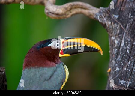 Nahaufnahme eines kastanienbraunen Aracari (Pteroglossus castanotis) an einem Zweig eines Baumes in der Nähe des Pixaim River im nördlichen Pantanal, Mato Grosso provi Stockfoto