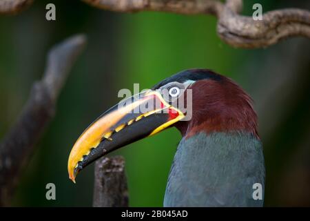 Nahaufnahme eines kastanienbraunen Aracari (Pteroglossus castanotis) an einem Zweig eines Baumes in der Nähe des Pixaim River im nördlichen Pantanal, Mato Grosso provi Stockfoto