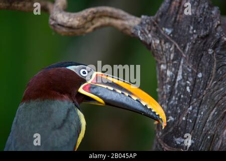 Nahaufnahme eines kastanienbraunen Aracari (Pteroglossus castanotis) an einem Zweig eines Baumes in der Nähe des Pixaim River im nördlichen Pantanal, Mato Grosso provi Stockfoto