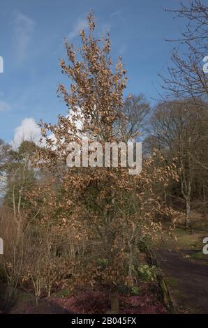Winter braune Blätter einer Laubeneiche aus dem Libanon (Quercus libani) In einem Garten in Rosemoor im ländlichen Devon, England, Großbritannien Stockfoto