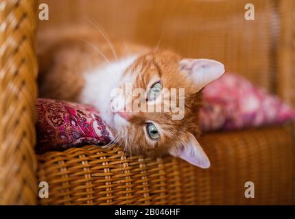 Eine süße und schöne rote Katze mit großen grünen Augen chillt auf einem Rattanstuhl und schaut in die Kamera. Stockfoto