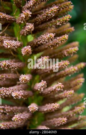 Nahaufnahme der Blume der Nalca Plant (Gunnera tinctoria), der chilenischen Rhabarber, im Wald in Aiken del Sur Private Park in der Nähe von Puerto Chacabuco in der C Stockfoto