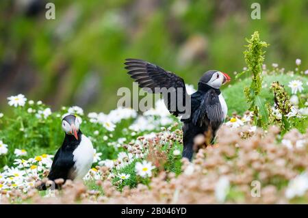 Zwei atlantische Puffins, Fratercula arctica, die auf den Klippen am RSPB Sumburgh Head in Shetland stehen. Stockfoto