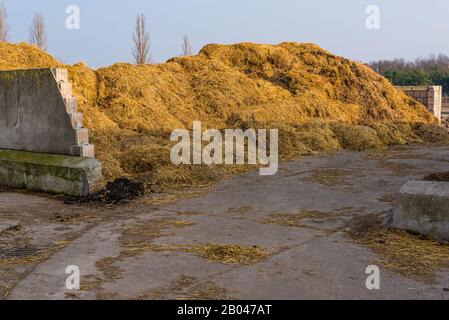 Ein großer Haufen Pferdemist gemischt mit altem Strohhalm, altem Strohhalm auf einem Pferdehof in Sonnenlicht Stockfoto